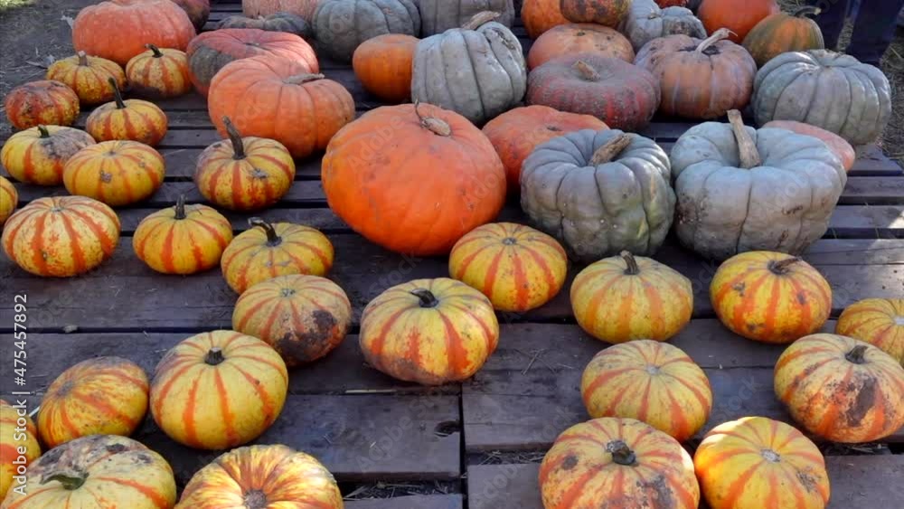 High angle shot of various pumpkins for halloween High angle shot of various pumpkins for halloween