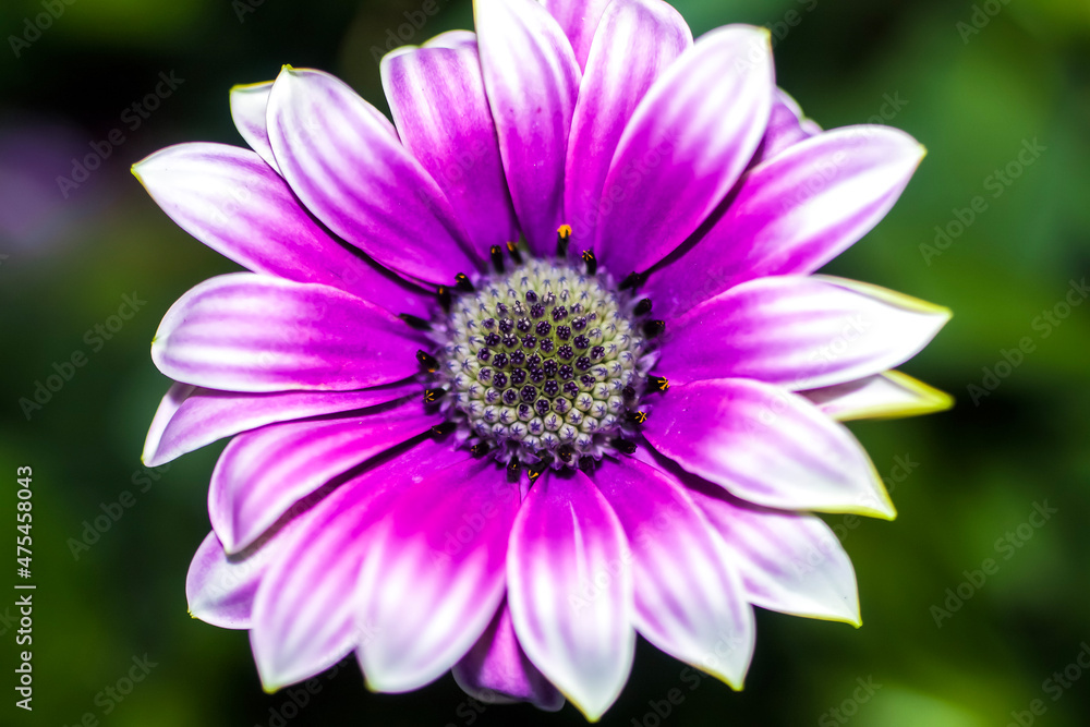 A lavender Cape Marguerite daisy bloom ,closeup.
