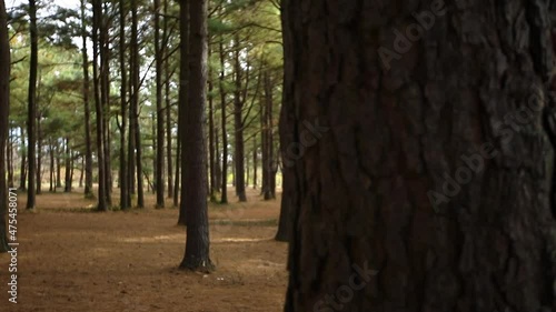 A slow trucking shot focusing on a tree, then pulling focus on a vibrant forest with a beautiful forest floor covered in fallen pine needles at Jacobson Park in Lexington Kentucky 1080p photo