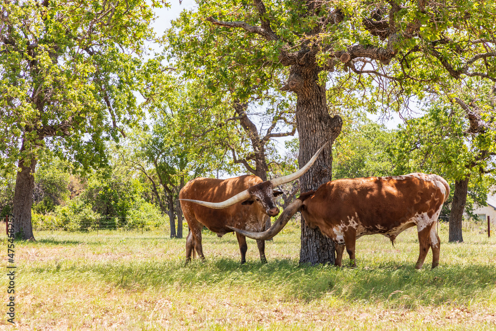 Marble Falls, Texas, USA. Longhorn cattle in the Texas Hill Country. Marble Falls, Texas, USA. Longhorn cattle in the Texas Hill Country.