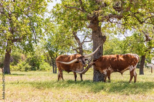 Marble Falls, Texas, USA. Longhorn cattle in the Texas Hill Country. © Danita Delimont