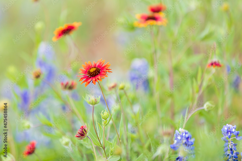 Llano, Texas, USA. Indian Blanket and Bluebonnet wildflowers in the Texas Hill Country.