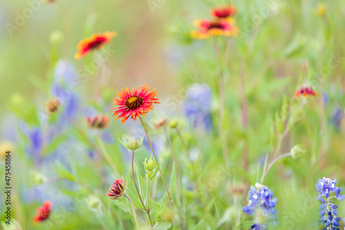 Llano, Texas, USA. Indian Blanket and Bluebonnet wildflowers in the Texas Hill Country.