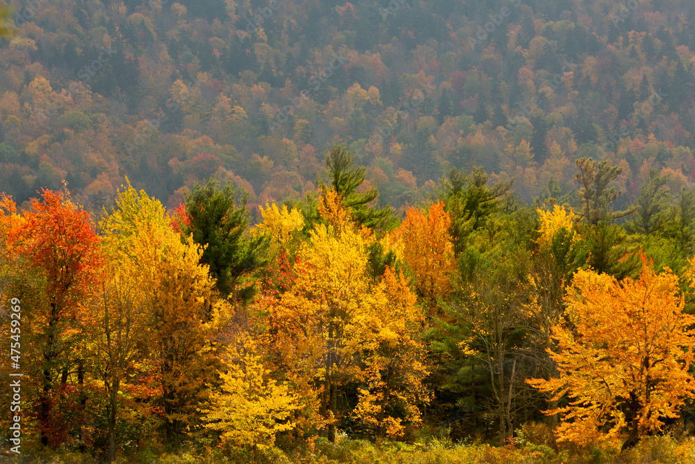 Closeup view of fall foliage at Morey Pond, New Hampshire.