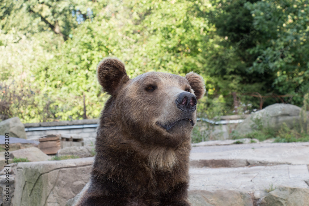 Close up of a bear. Wildlife in the largest and oldest zoo in Russia, Kaliningrad, Russia. Close up of a bear. Wildlife in the largest and oldest zoo in Russia, Kaliningrad, Russia.