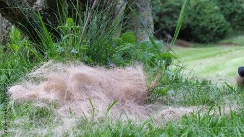 birds collecting hair of a horse for it s nest photo