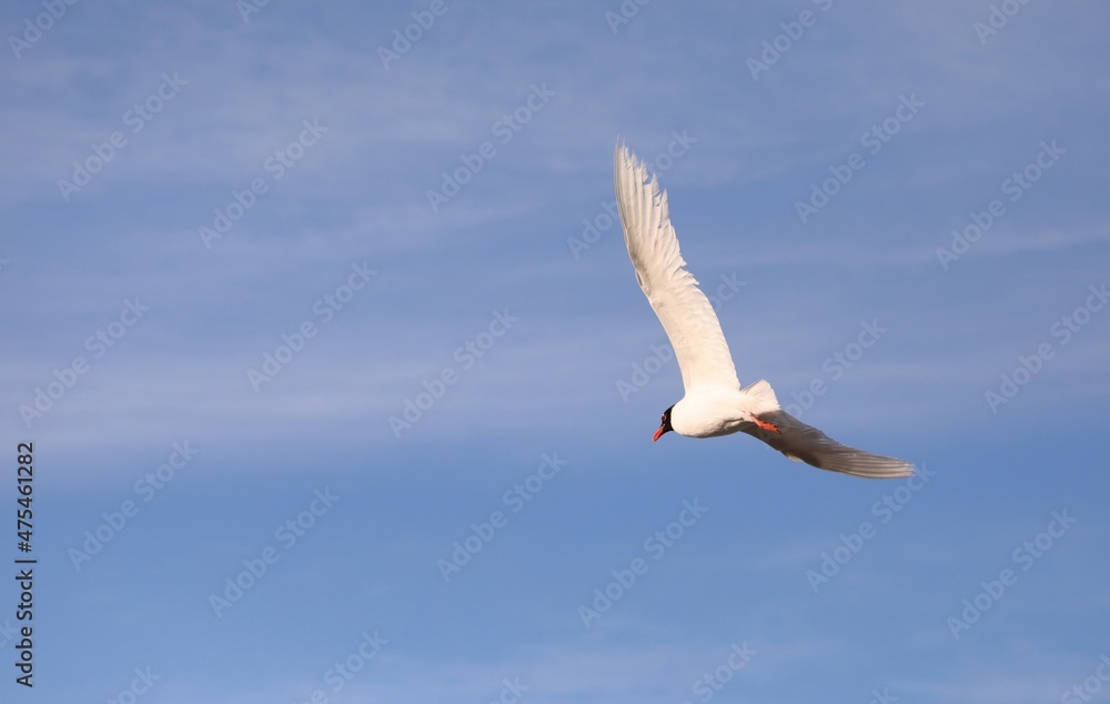 Obraz premium seagull with black head flying high in the blue sky