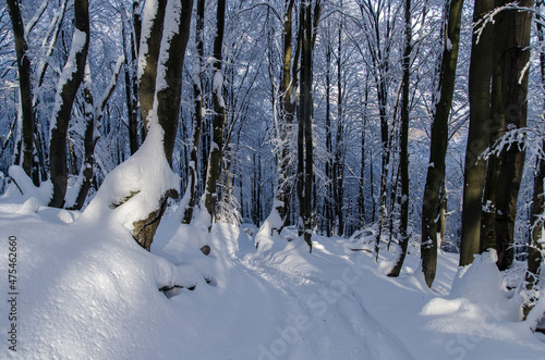 Fototapeta Naklejka Na Ścianę i Meble -  zimowy las w Bieszczadach 