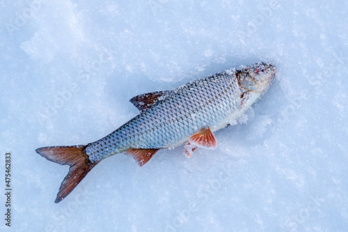 Winter fishing. Fish on ice. Lake, snow and fishing.