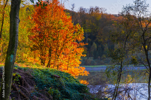 autumn in the forest