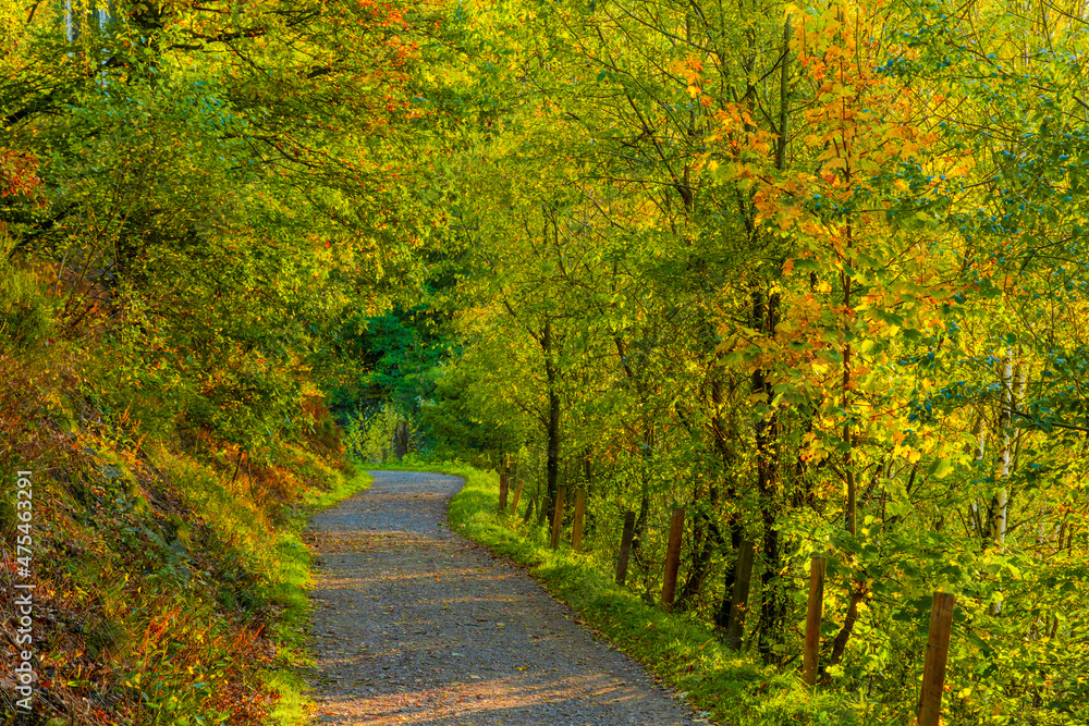 Obraz premium road in the forest