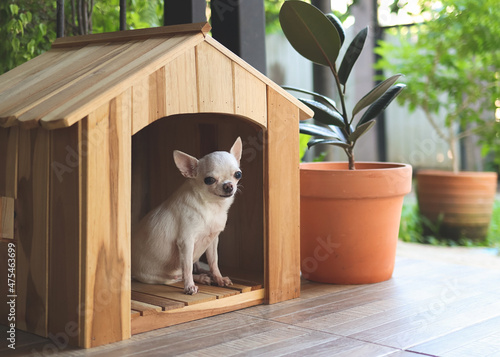  white short hair Chihuahua dog sitting in wooden dog house at balcony smiling and , looking at camera.