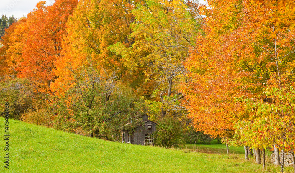 USA, New England, Vermont sugar shack amongst the Fall colored maple trees