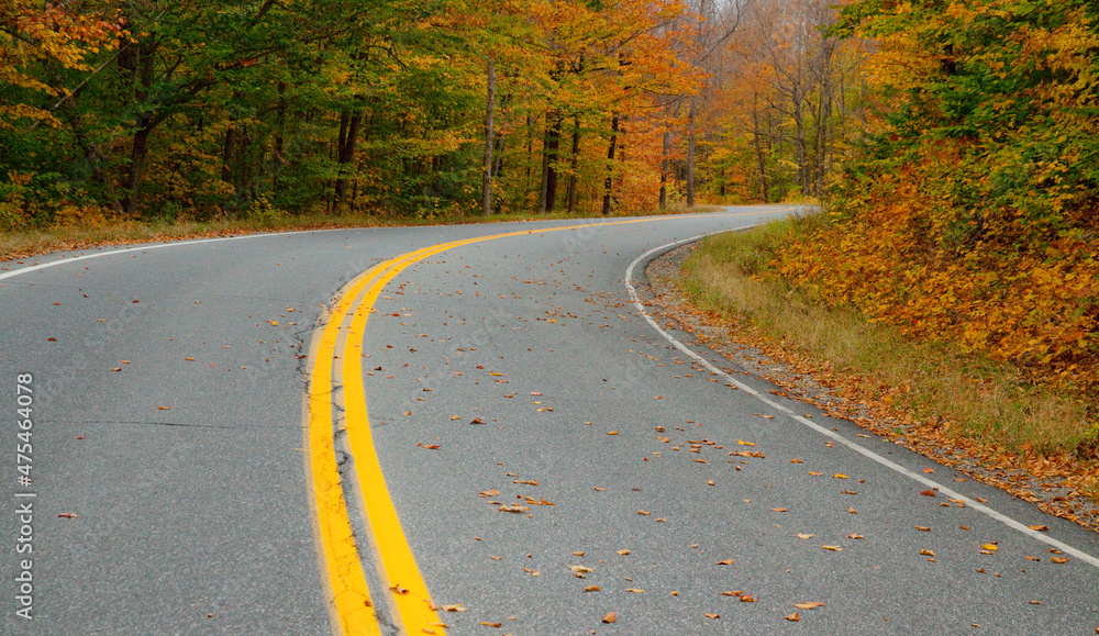 Fototapeta premium USA, New England, Vermont tree-lined roadway in Autumns Fall colors.