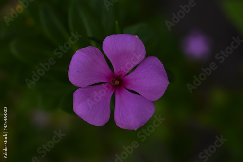 flower in the garden