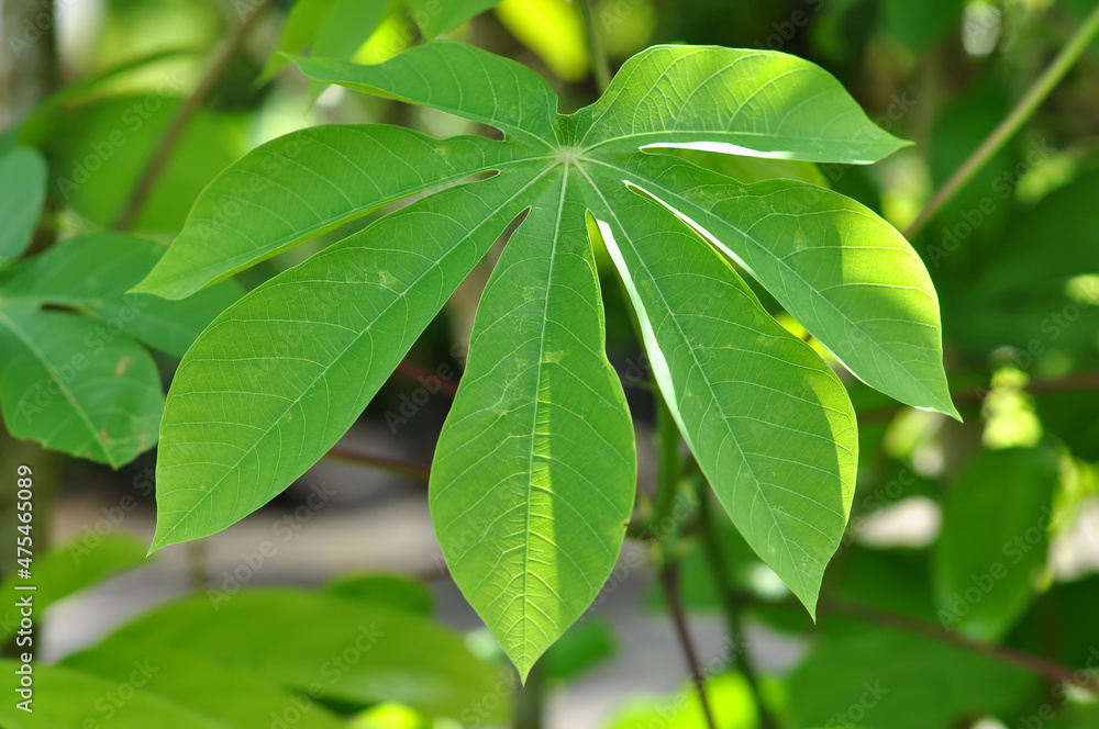 Obraz premium Nature closeup of casava leaves green background outdoor photography