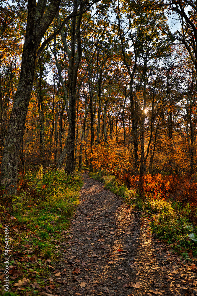 USA, Virginia, Shenandoah National Park, fall color in the park