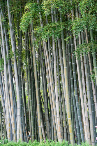 Bamboo trees close-up. Natural background. Vertixal photo