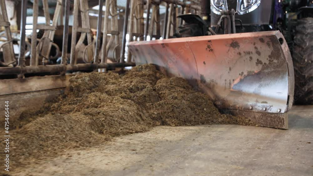 livestock farm, tractor with shovel blade turns the silage and drives through the barn near the stall livestock farm, tractor with shovel blade turns the silage and drives through the barn near the stall