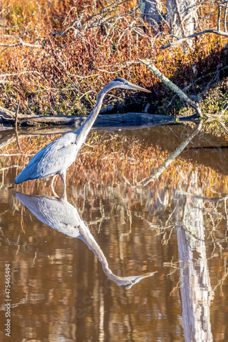 USA  Virginia  Alexandria  Huntley Meadows Park  fall color and a grey heron