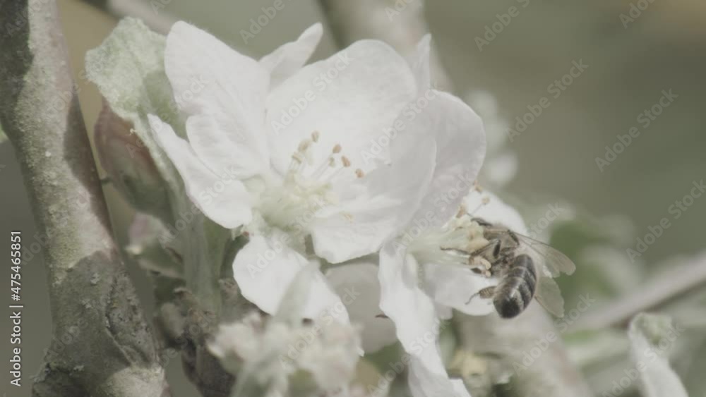 insects in summer, bees and wasps insects in summer, bees and wasps