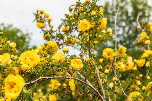 Palouse Falls State Park, Washington State, USA. Yellow roses in Palouse Falls State Park.