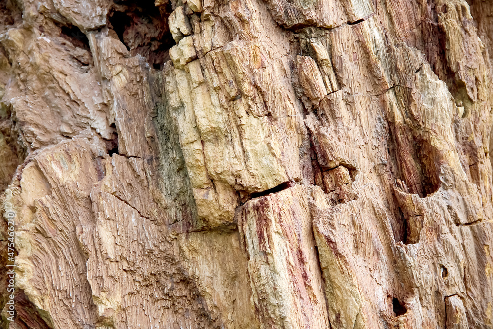 Old fossil wood stone texture of tropical tree with natural patterns on  background