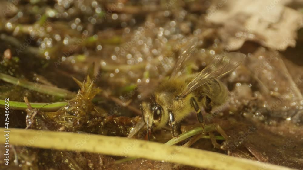 insects in summer, bees and wasps insects in summer, bees and wasps