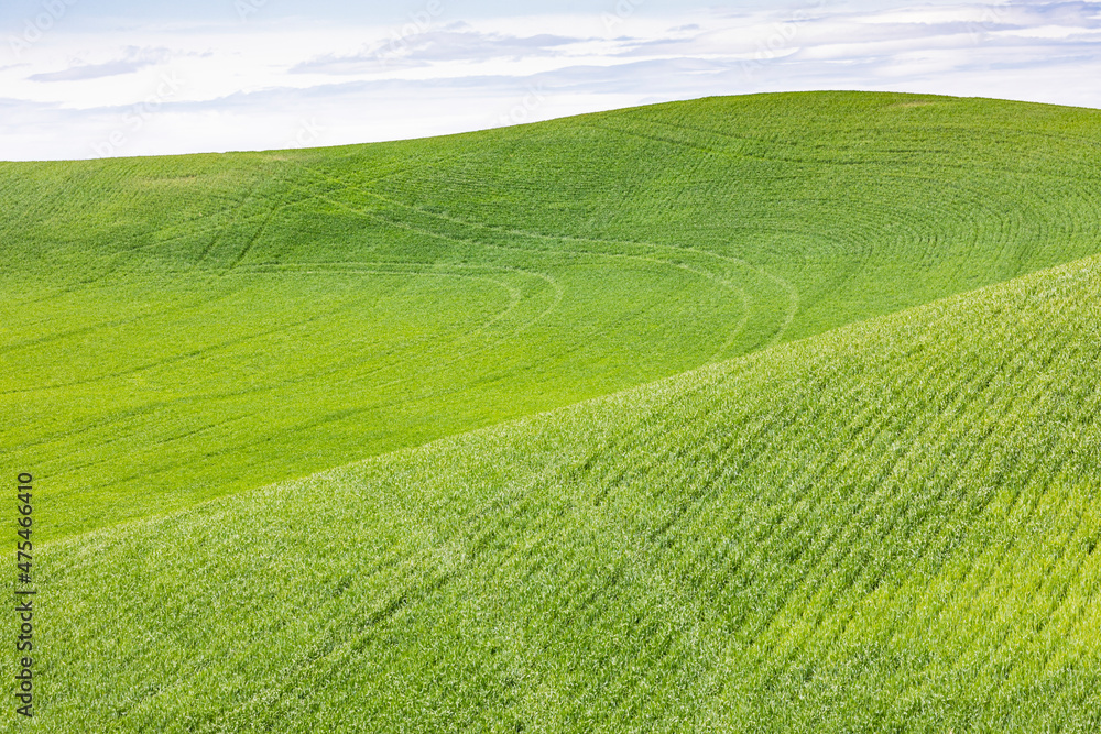 Pullman, Washington State, USA. Rolling wheat fields in the Palouse hills.