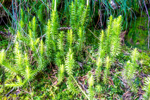 Clubmoss Spinulum annotinum in a forest photo