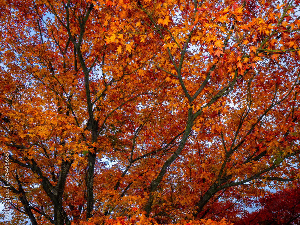 Autumnal Japanese maple leaves (Gora, Hakone, Kanagawa, Japan)