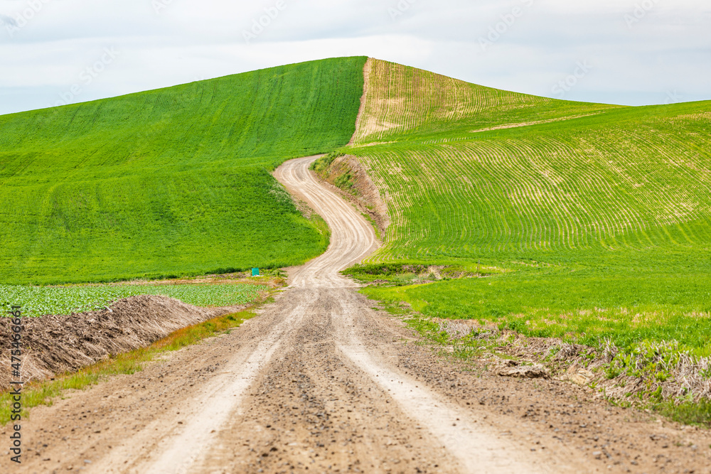 Albion, Washington State, USA. Dirt road through wheat fields in the Palouse hills.