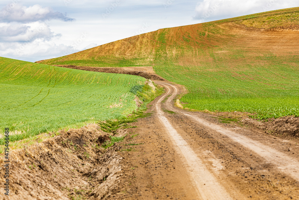 Albion, Washington State, USA. Dirt road through wheat fields in the Palouse hills.