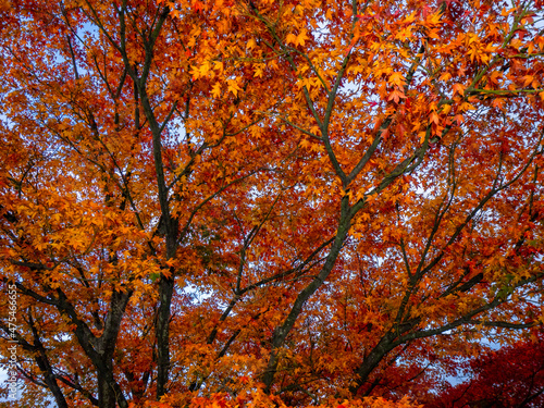 Autumnal Japanese maple leaves  Gora  Hakone  Kanagawa  Japan 