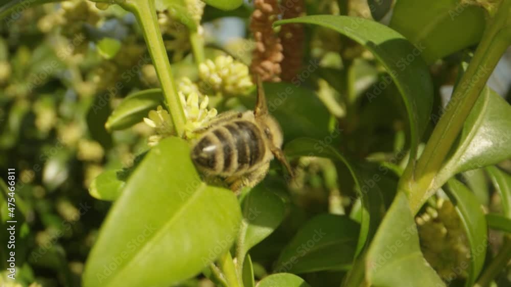 insects in summer, bees and wasps insects in summer, bees and wasps