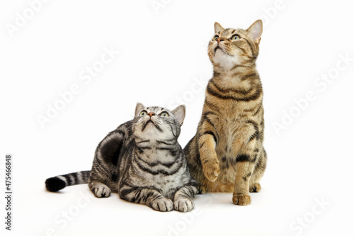 Εκτύπωση καμβά tabby pet american shorthair cat