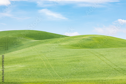 Garfield, Washington State, USA. Rolling green wheat fields in the Palouse hills. © Danita Delimont