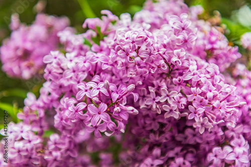 Farmington, Washington State, USA. Blooming lilac bush in the Palouse hills.