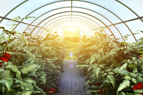 Фотография Bushes of ripe tomatoes, under the penetrating rays of the sun