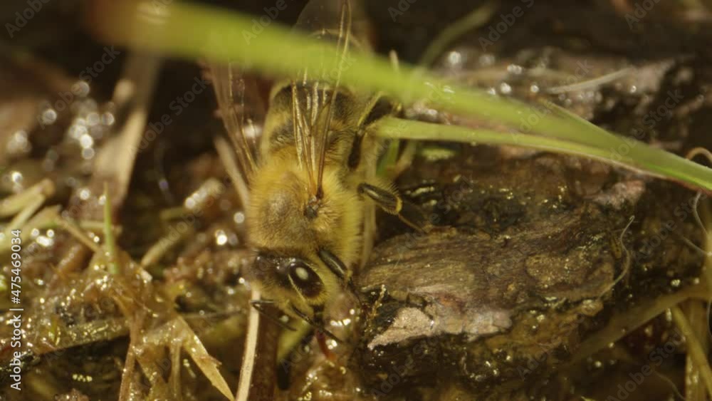 insects in summer, bees and wasps insects in summer, bees and wasps