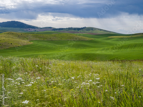 Rolling wheatfields with wildflowers in foreground.