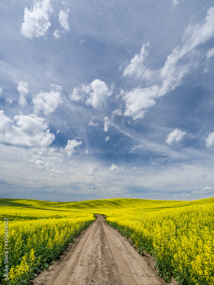 Rural dirt road surrounded by canola fields. Rural dirt road surrounded by canola fields.