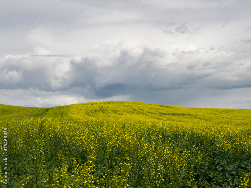 Cloudy skies over blooming canola field.