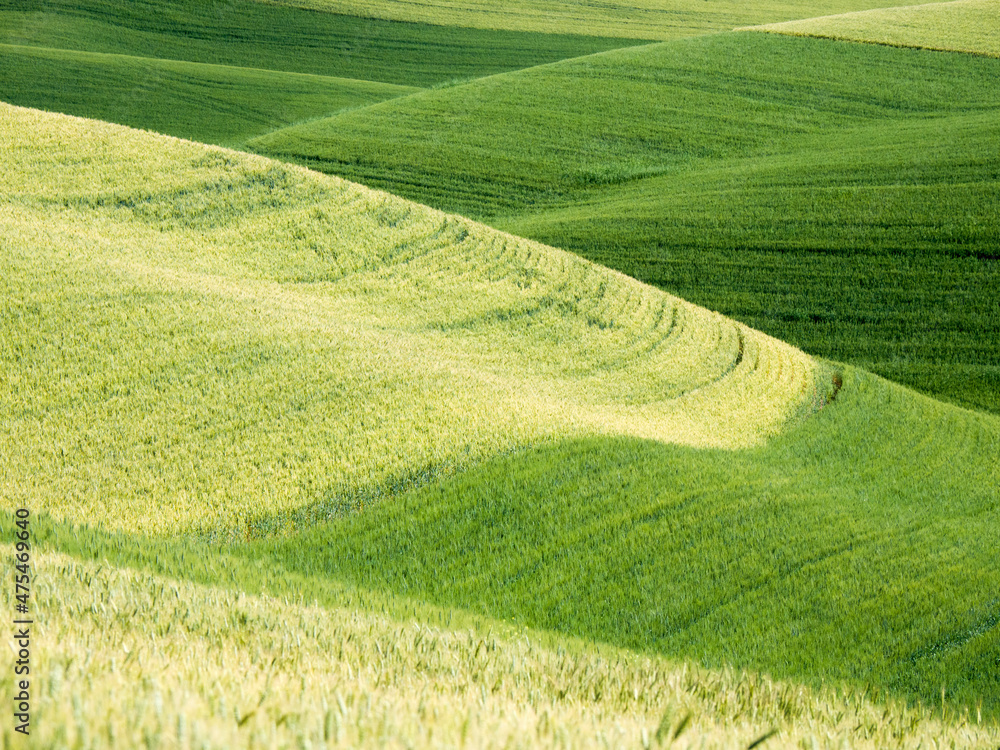 Rolling hills of winter and spring wheat. Rolling hills of winter and spring wheat.
