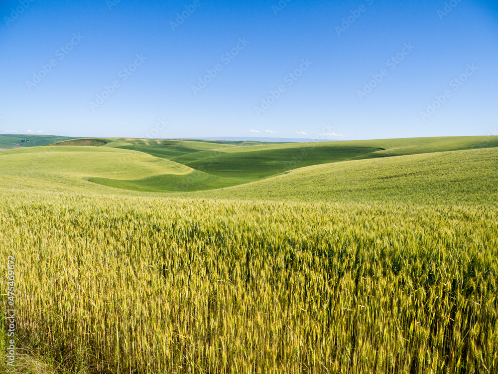Rolling hills of winter and spring wheat. Rolling hills of winter and spring wheat.