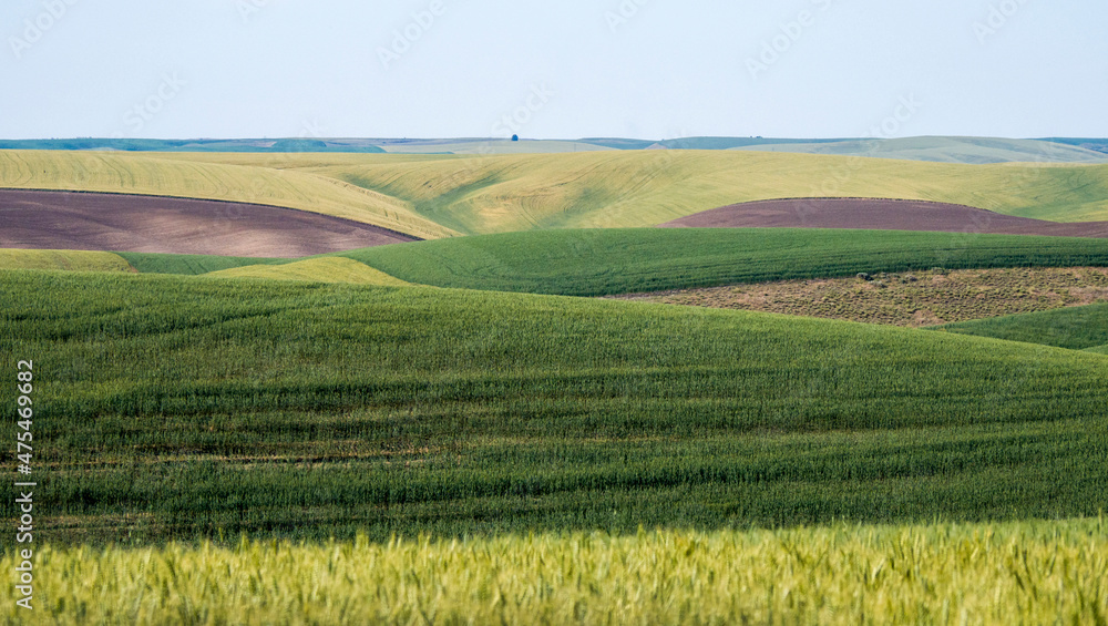 Panorama of winter, spring wheat and fallow fields.