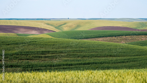 Panorama of winter, spring wheat and fallow fields.