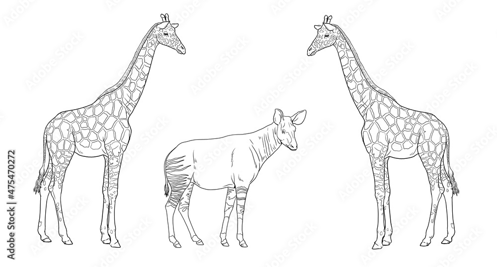 Naklejka premium Giraffe and okapi illustration. African ruminants for coloring book. 