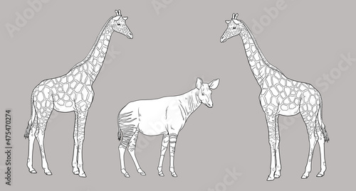 Giraffe and okapi illustration. African ruminants for coloring book. 