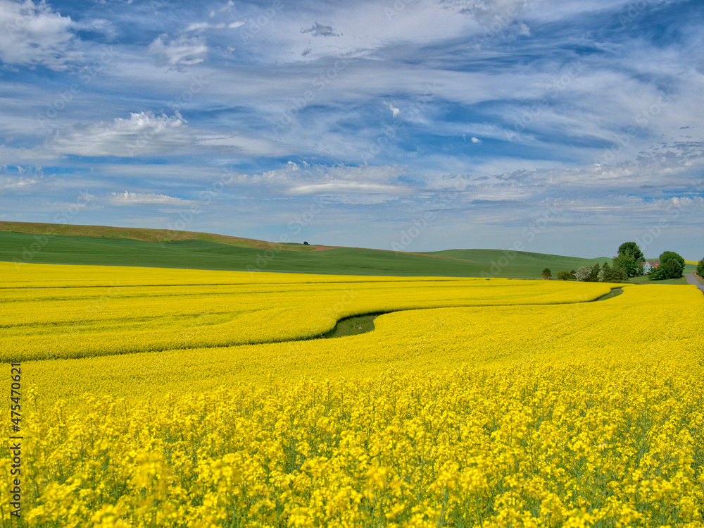 Canola in full bloom in the Palouse country of Eastern Washington.